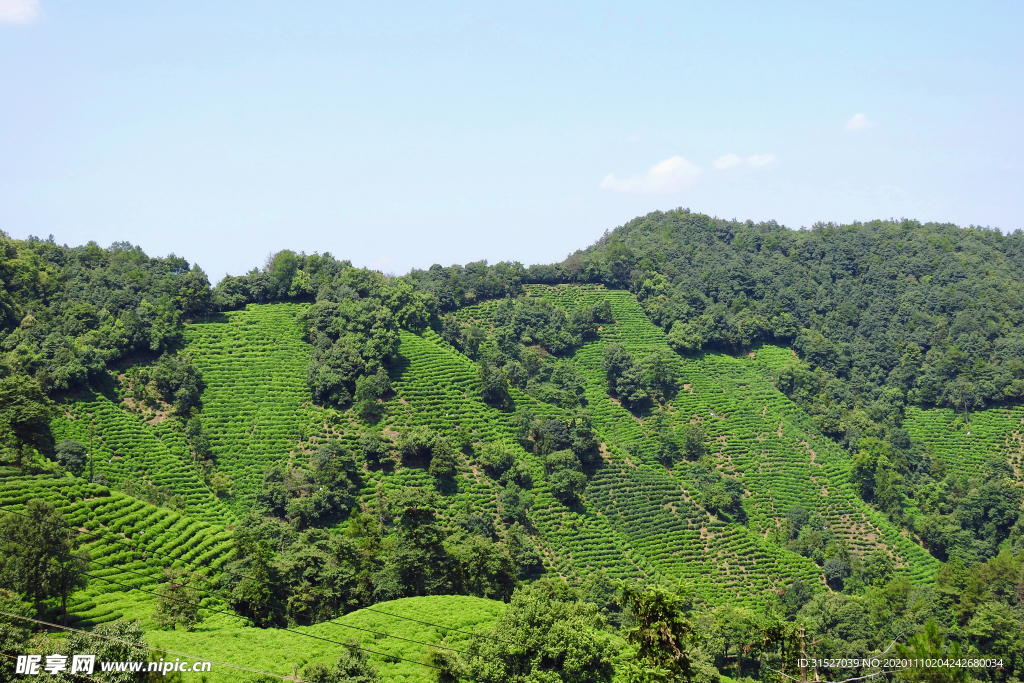 茶园风光