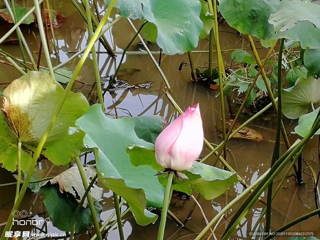 荷花