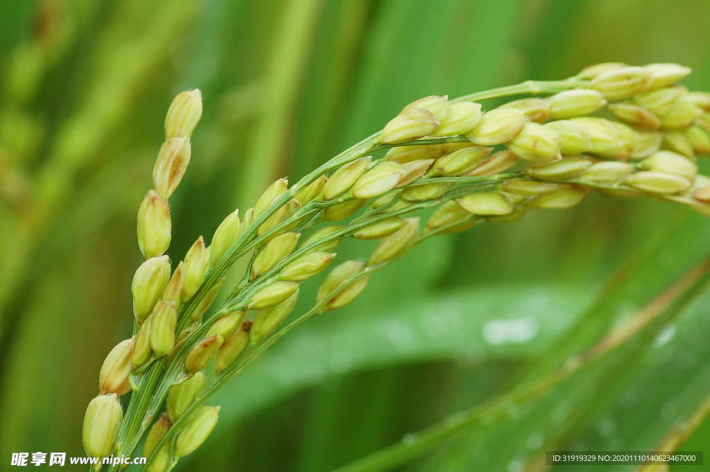 粮食 植物 农业 作物 生长