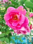 月季花