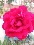 玫瑰花