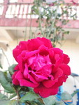 玫瑰花