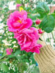 玫瑰花