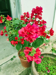 叶子花