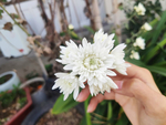 秋菊