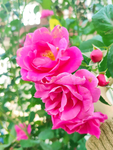 玫瑰花