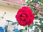 玫瑰花