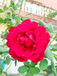 玫瑰花
