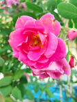 玫瑰花