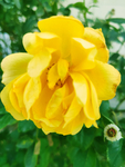 玫瑰花