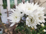 秋菊