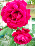 玫瑰花