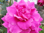 玫瑰花