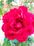 玫瑰花