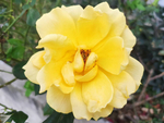 玫瑰花