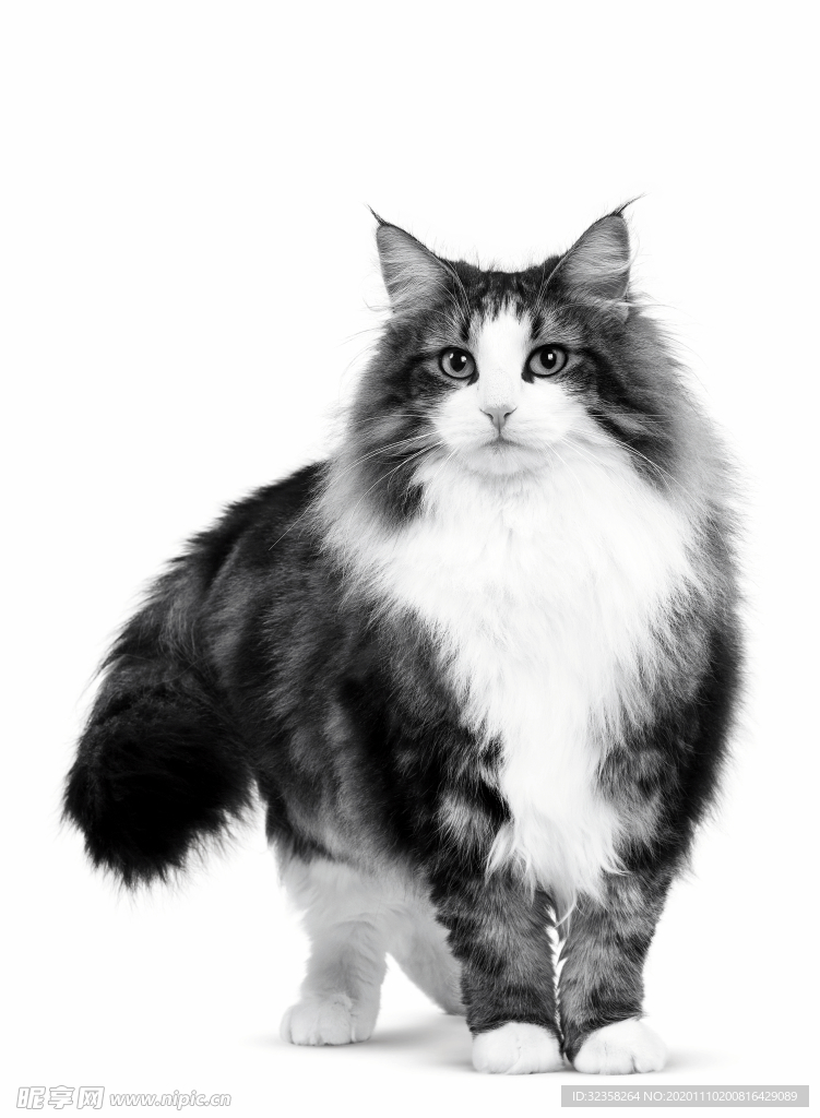 免扣猫咪