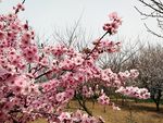 桃花朵朵开