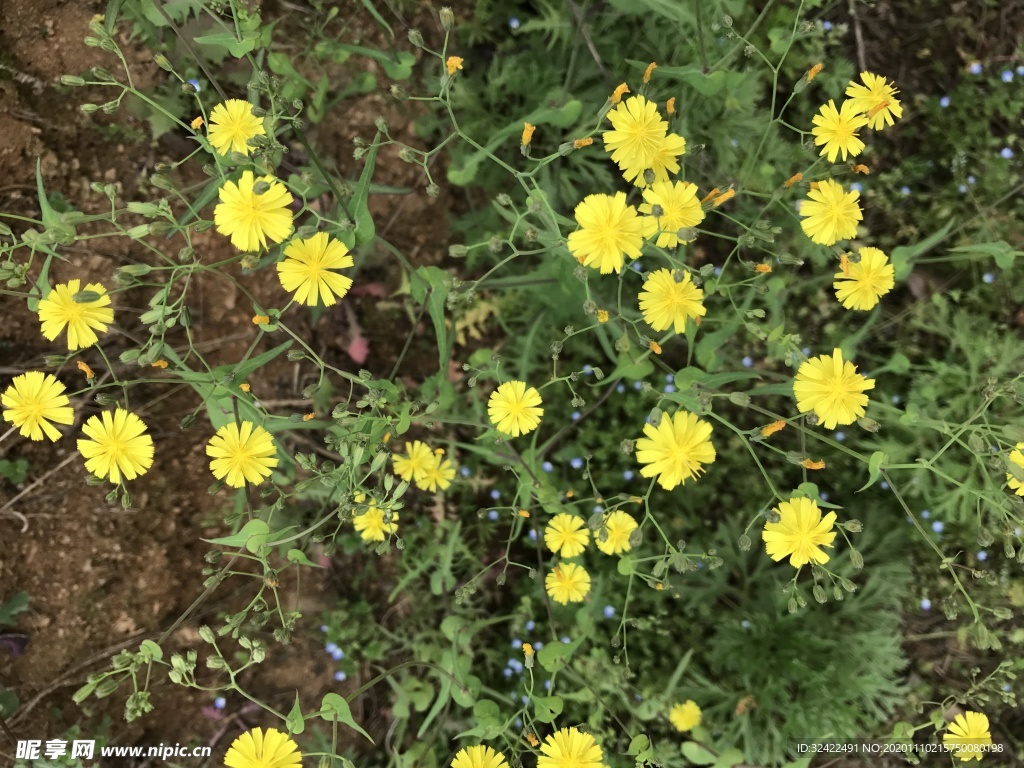 黄色小花 小花