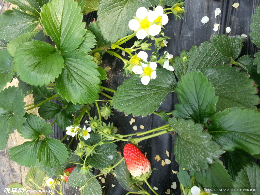 草莓花