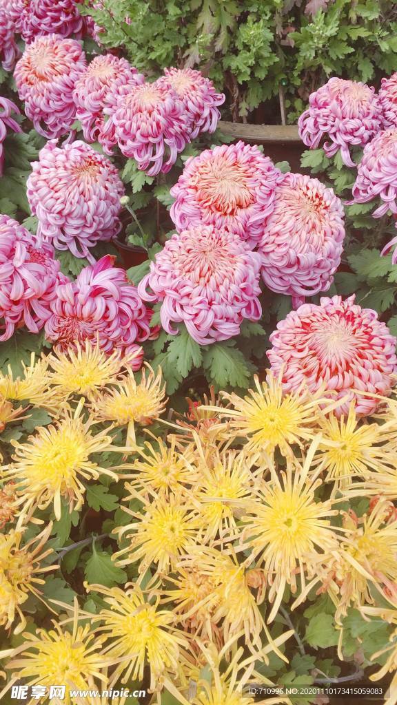 菊花
