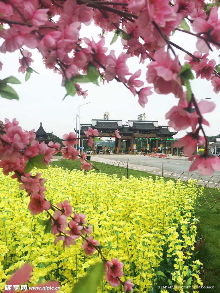 婺源油菜花