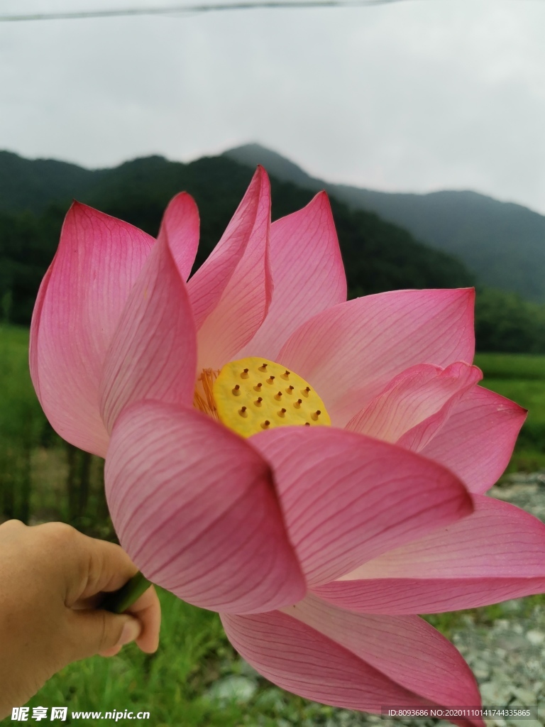 荷花