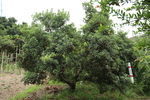 杨梅果树