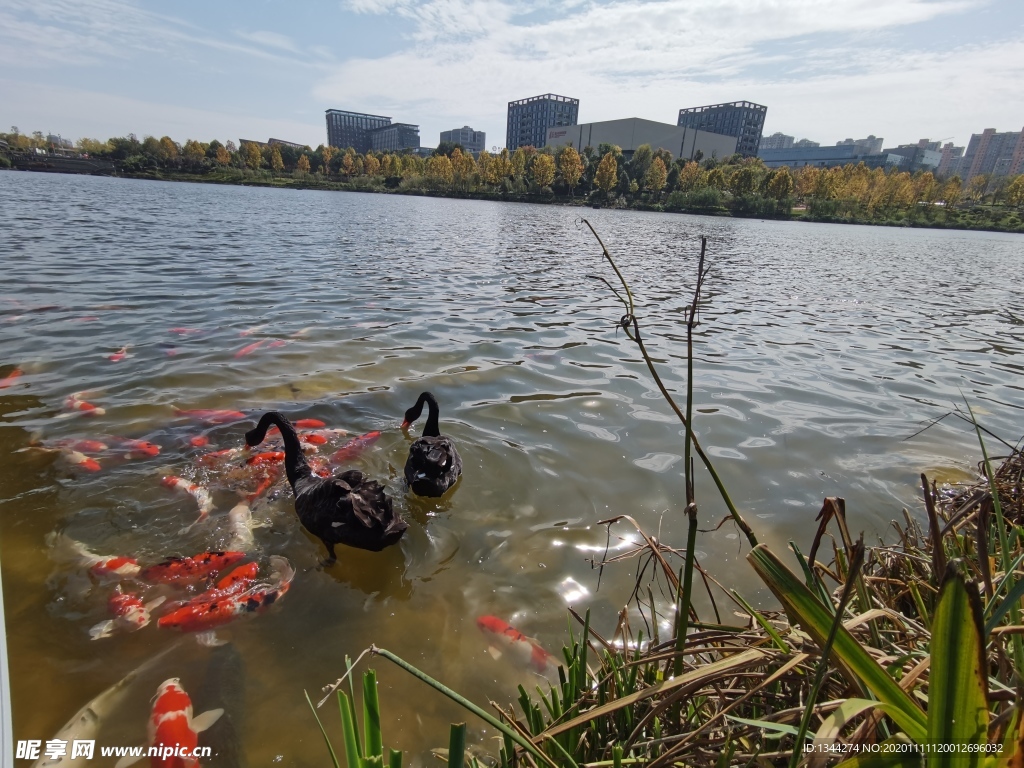 天鹅湖