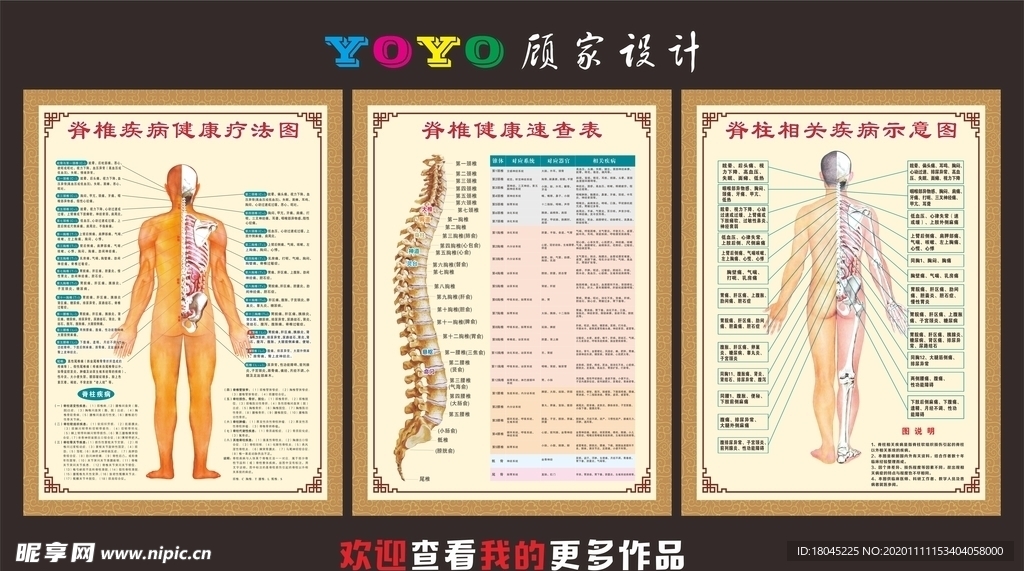 脊柱示意图