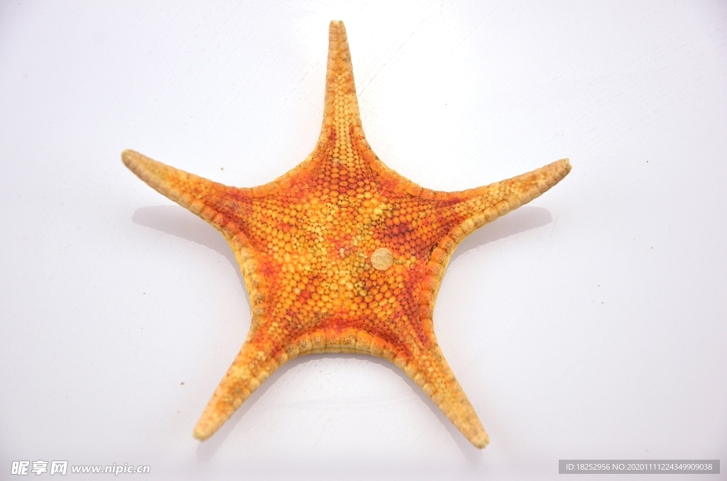 海星