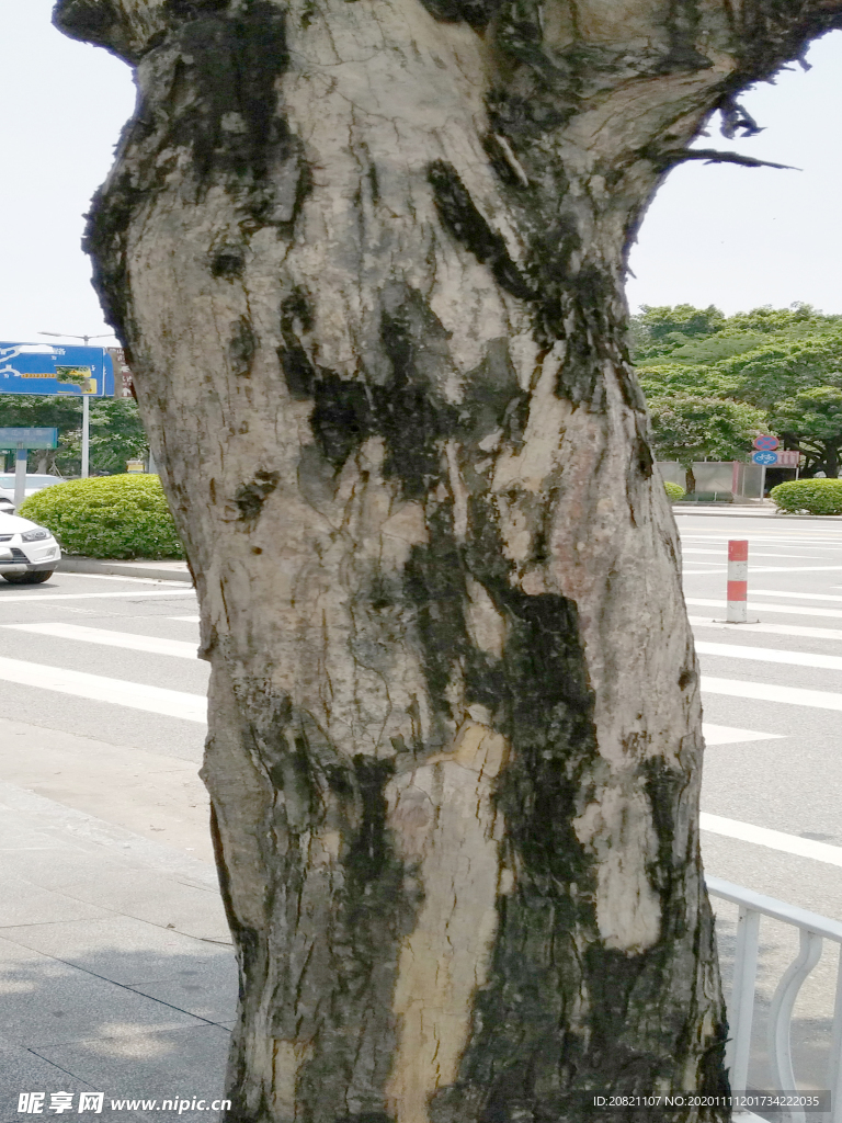 木纹