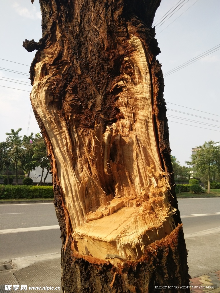 树纹