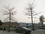 红棉树