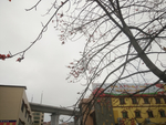 红棉树