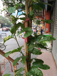 插花