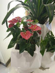 插花