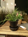 插花
