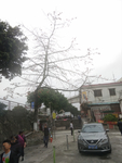 红棉树