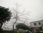 红棉树