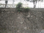 树