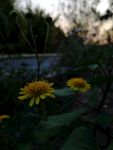 野菊花