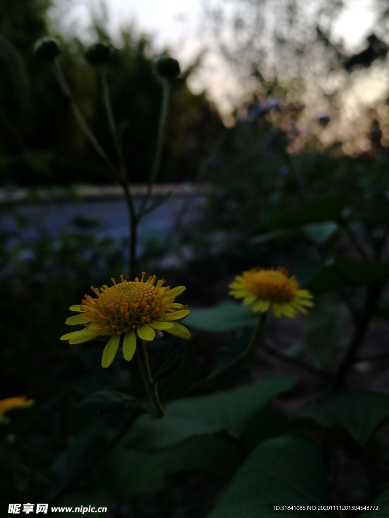 野菊花
