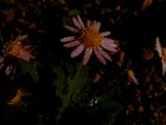 野菊花
