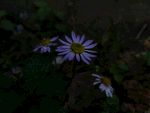 野菊花