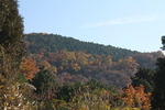 泰山