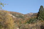 泰山