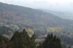 泰山