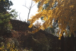 银杏树