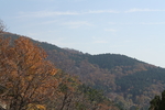 树