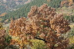 泰山 秋天